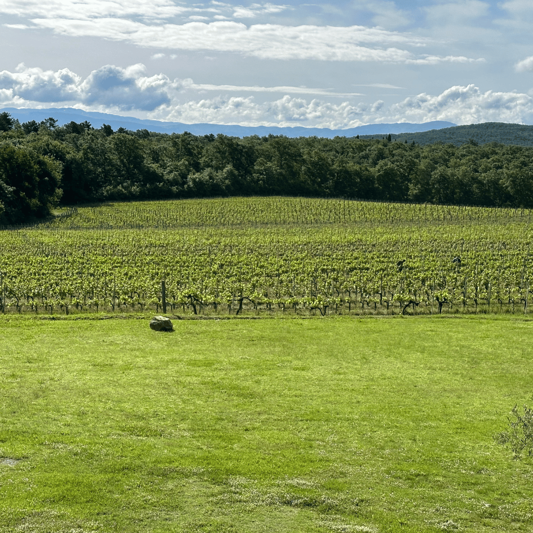 Arezzo: Boutique Winery Visit & Wine Tasting