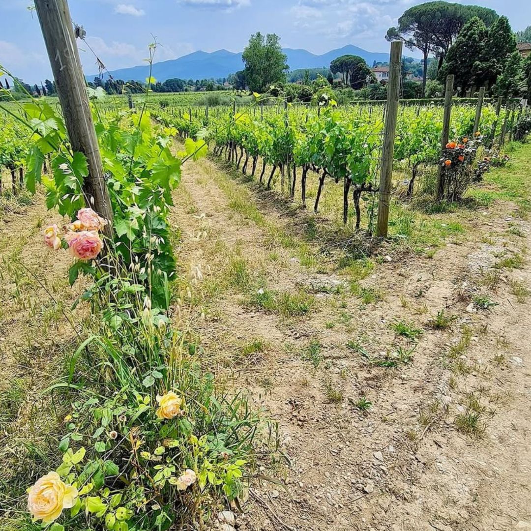 Organic and Biodynamic Winery Tour and Tasting in Lucca