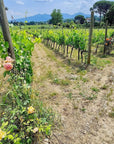 Organic and Biodynamic Winery Tour and Tasting in Lucca