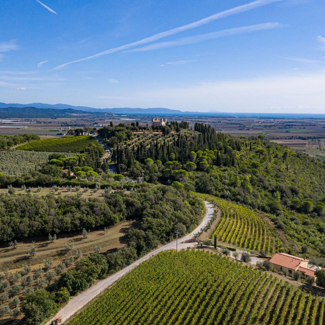 Wine Tasting with Local Food Pairing near Livorno