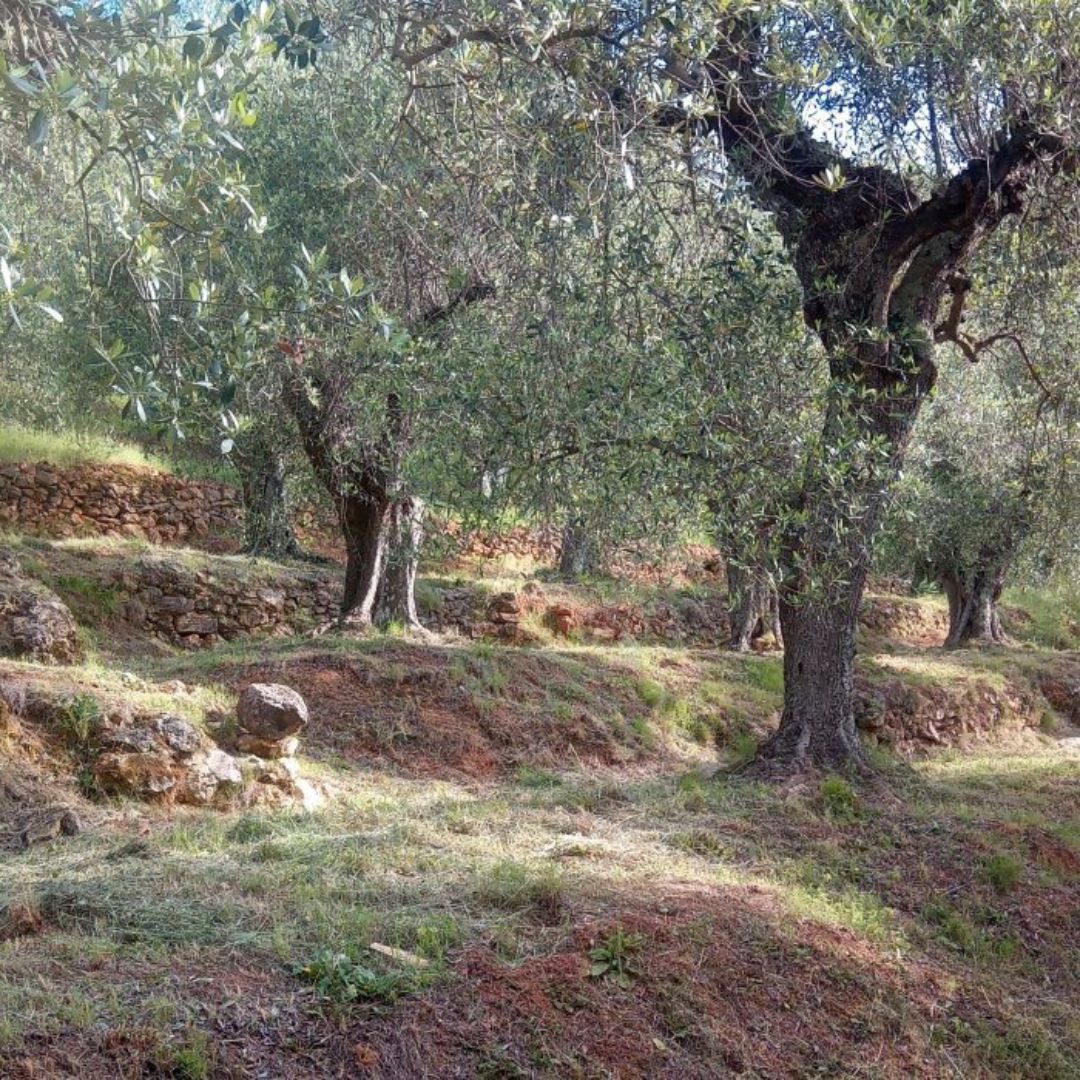 Olive Mill Tour with Oil and Food Tastings near Pisa