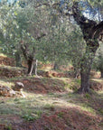 Olive Mill Tour with Oil and Food Tastings near Pisa