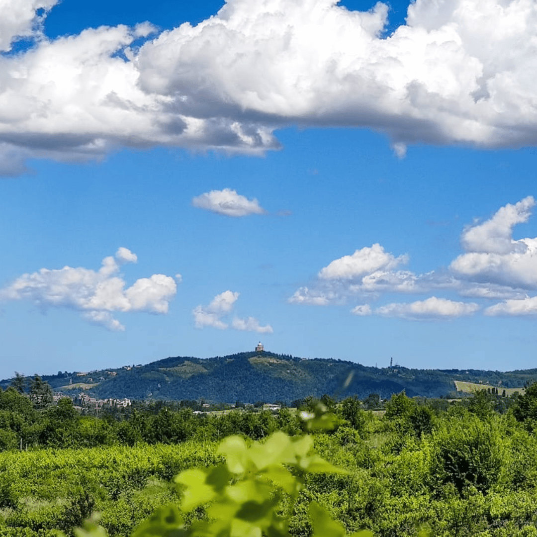 Bologna: Boutique Winery Tour with Wine Tasting & Food Platter