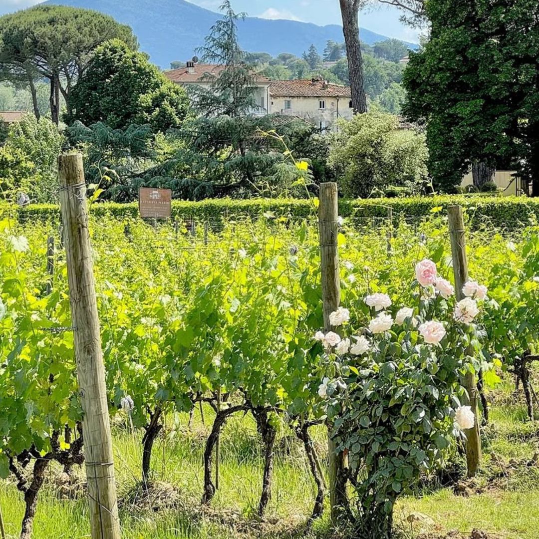 Organic and Biodynamic Winery Tour and Tasting in Lucca