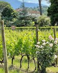 Organic and Biodynamic Winery Tour and Tasting in Lucca