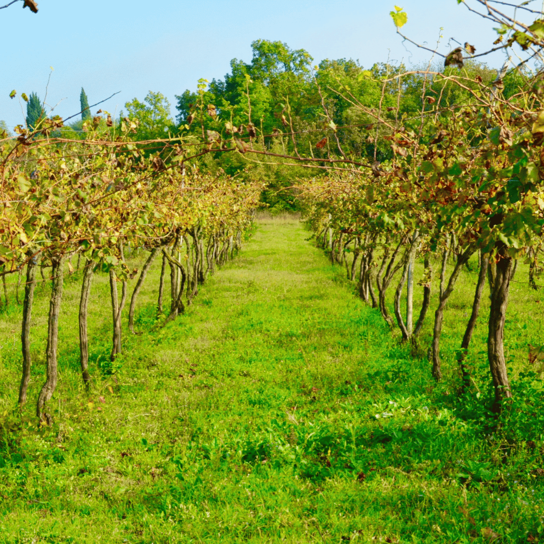 Vicenza: Vineyard Walk & Wine Tasting in the Berici Hills