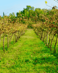 Vicenza: Vineyard Walk & Wine Tasting in the Berici Hills