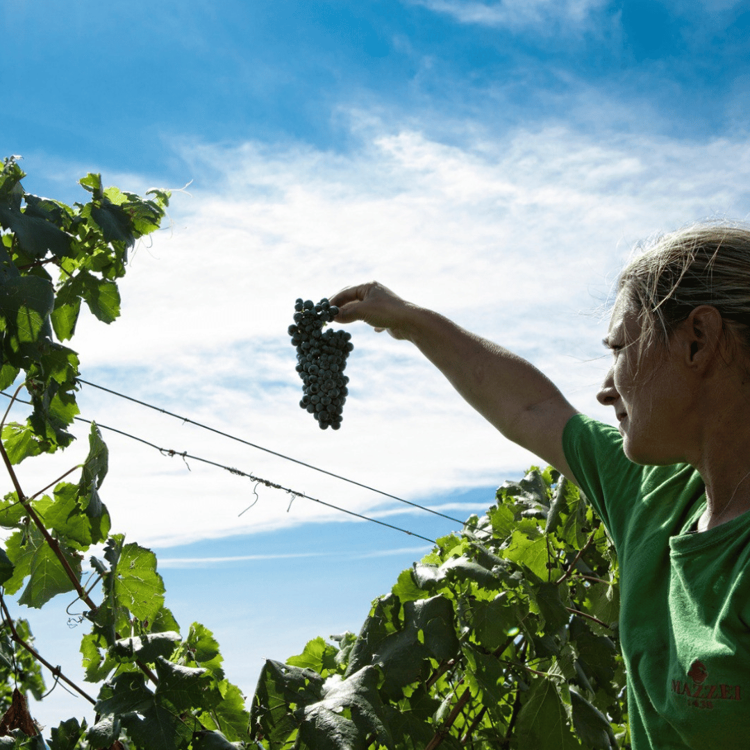 Winery Visit & Tasting near Grosseto with 6 wines