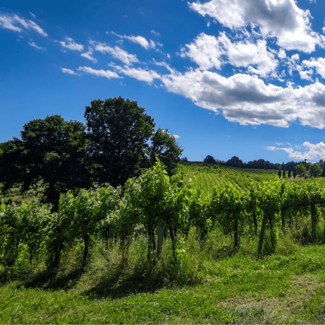 Bologna: Boutique Winery Tour with Wine Tasting & Food Platter