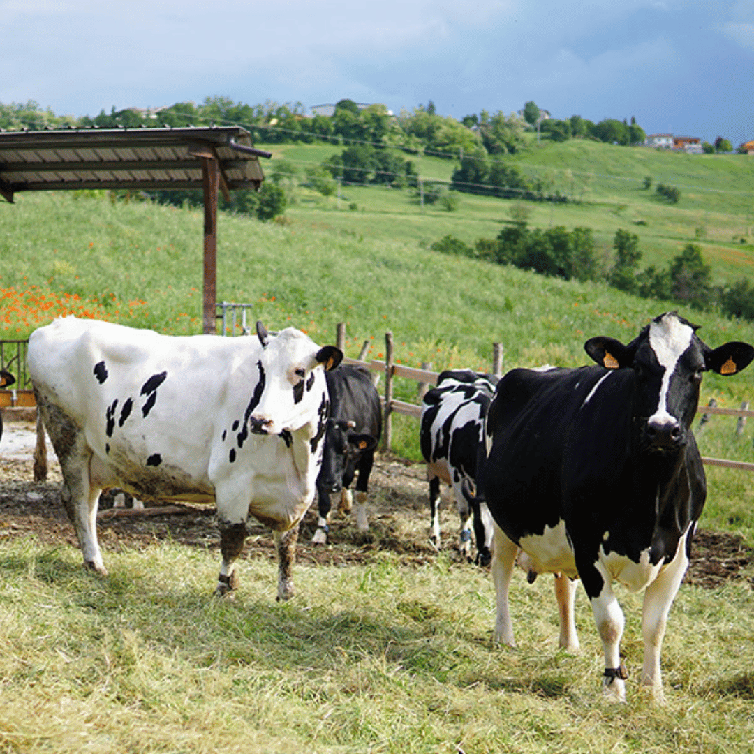 Parmesan Wheels near Parma: Tasting &amp; Factory Tour