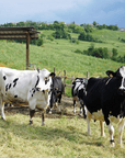 Parmesan Wheels near Parma: Tasting & Factory Tour