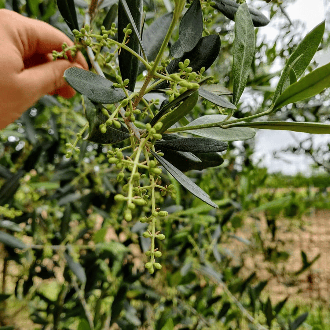 Olive Mill Tour and Tasting in the Padua Hills