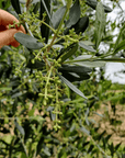 Olive Mill Tour and Tasting in the Padua Hills