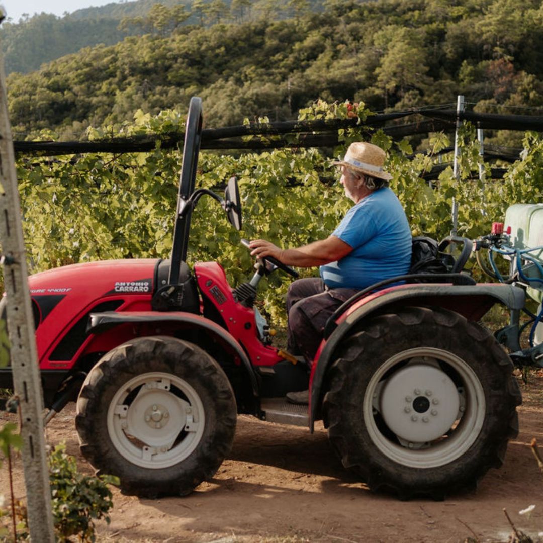 Boutique Winery Visit with Food &amp; Wine Tastings in Cinque Terre