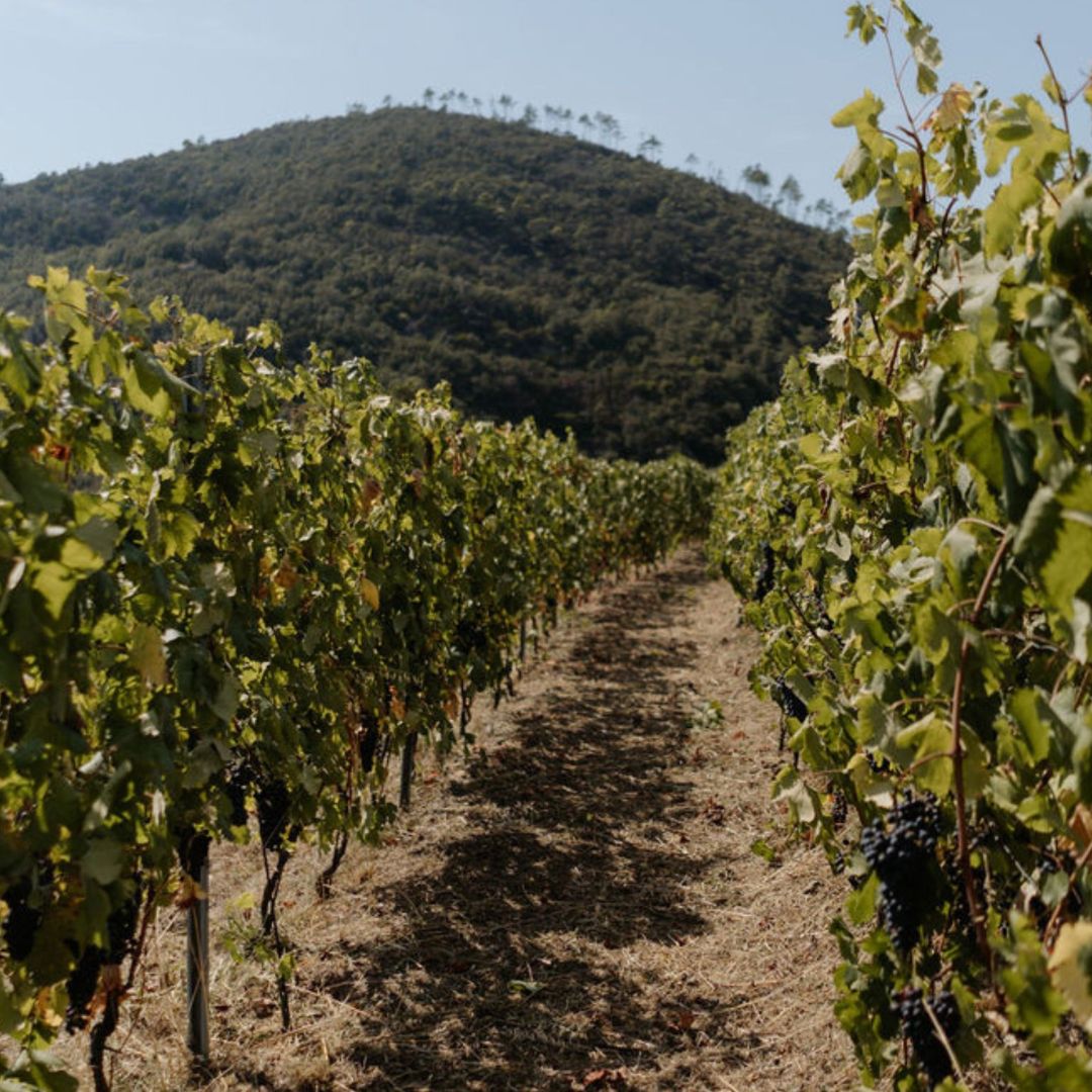 Boutique Winery Visit with Food & Wine Tastings in Cinque Terre