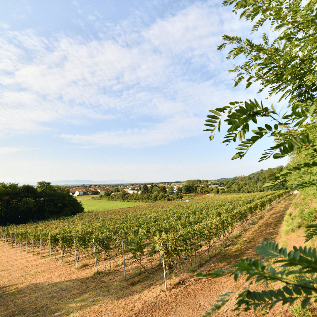 Winery Visit near Turin & Venaria Reale with Wine Tasting & Food Platter