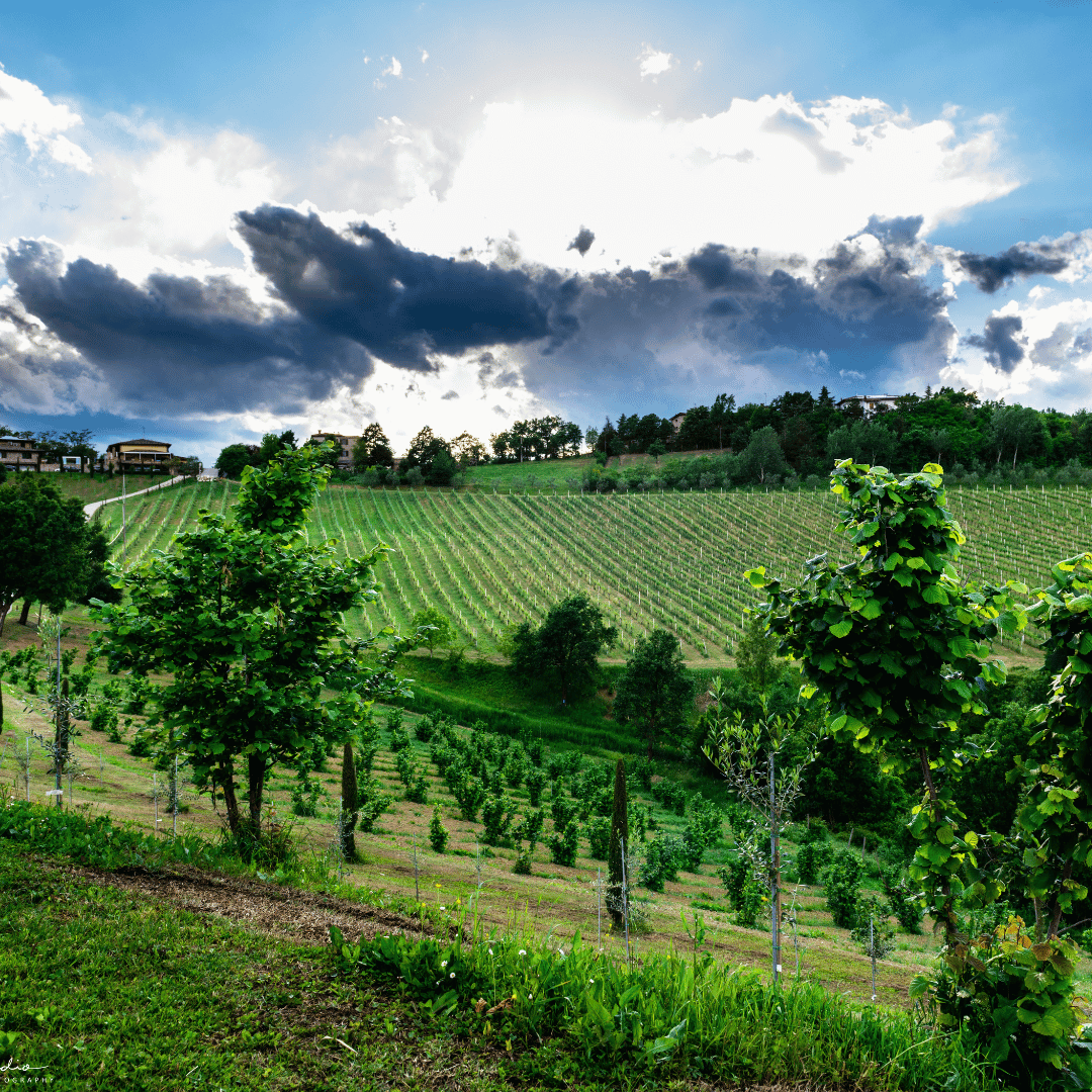 Modena: Balsamic Vinegar Tasting &amp; Production Tour