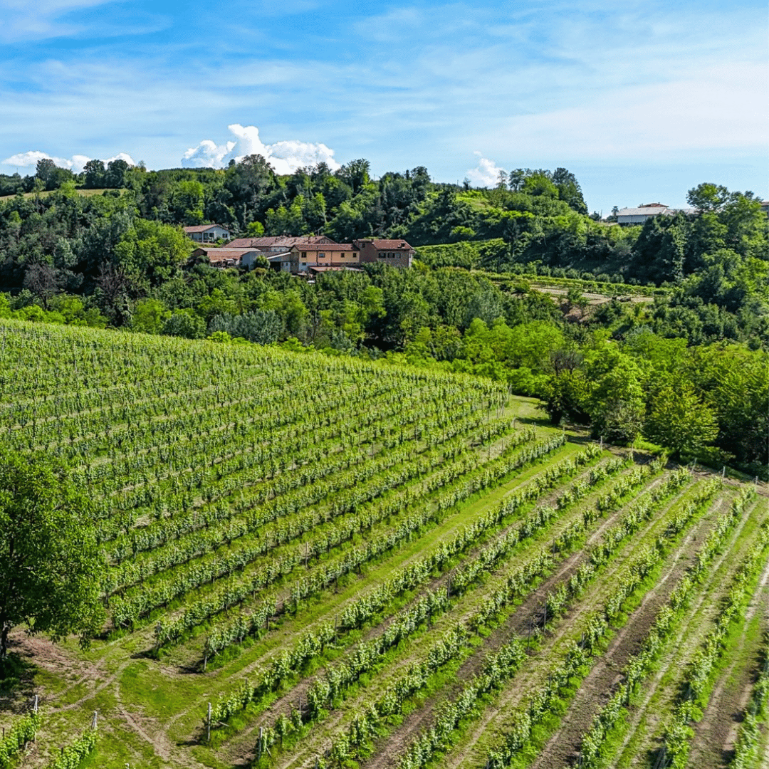 Wine Tasting and Food Parings in Langhe and near Alba