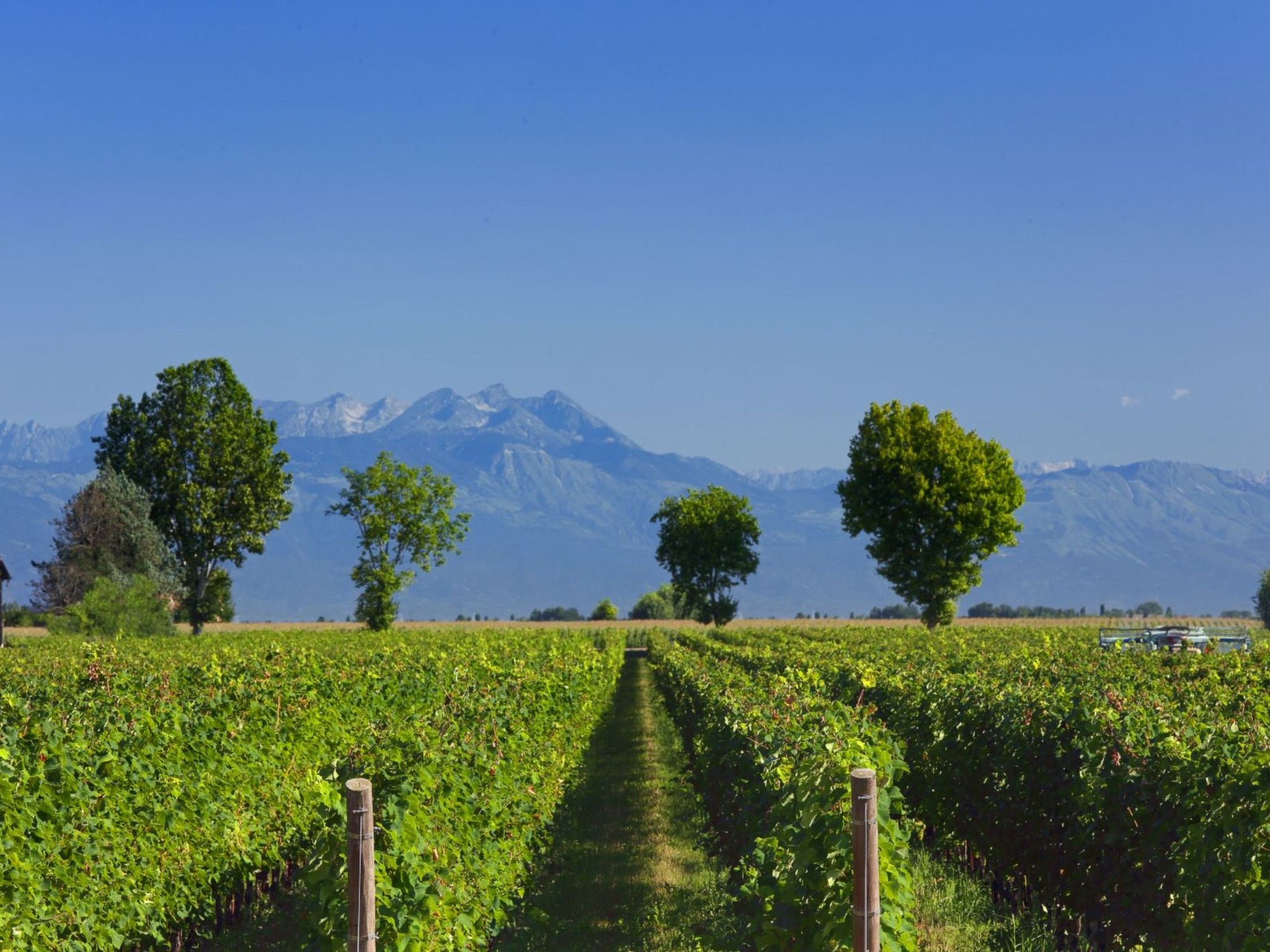 Prosecco Winery Tasting with Food Pairing near Venice