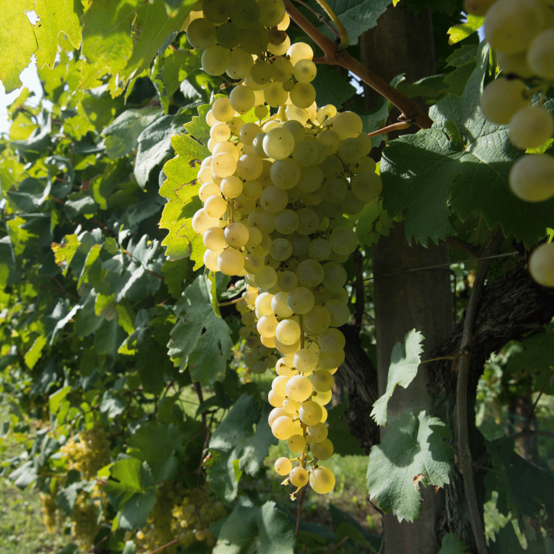 Prosecco Tasting in Countryside Winery