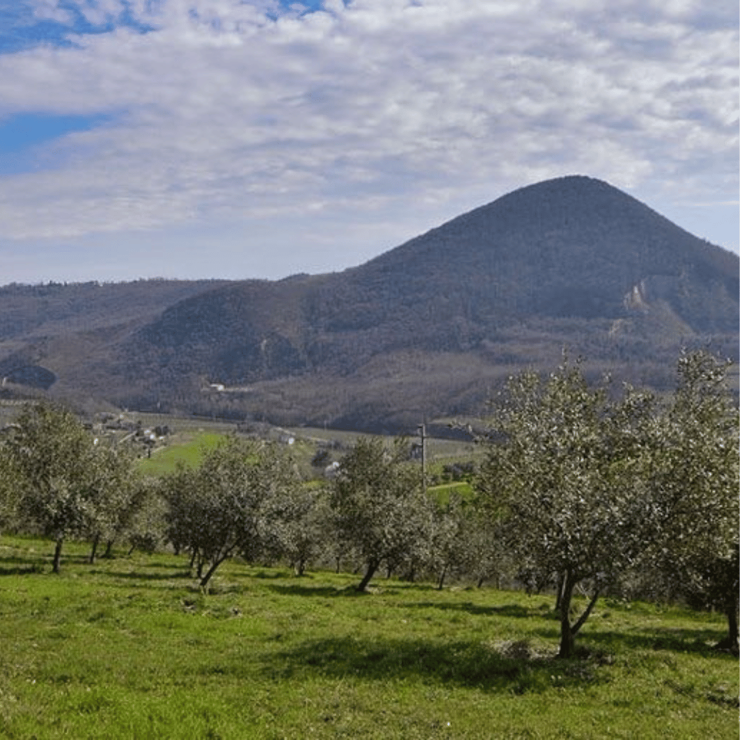 Olive Mill Tour and Tasting in the Padua Hills