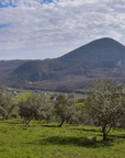 Olive Mill Tour and Tasting in the Padua Hills