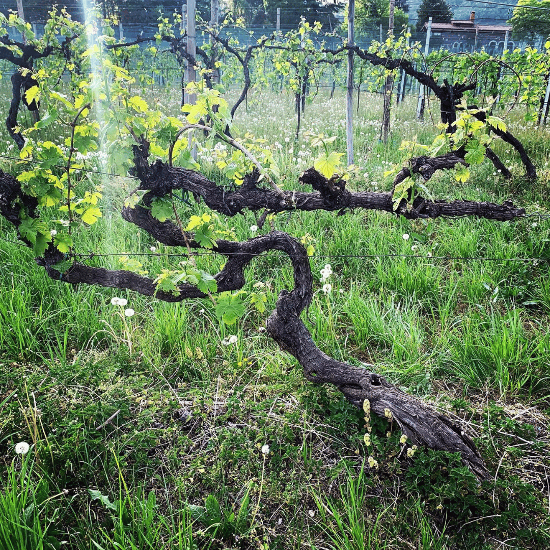 Prosecco Tasting in Countryside Winery