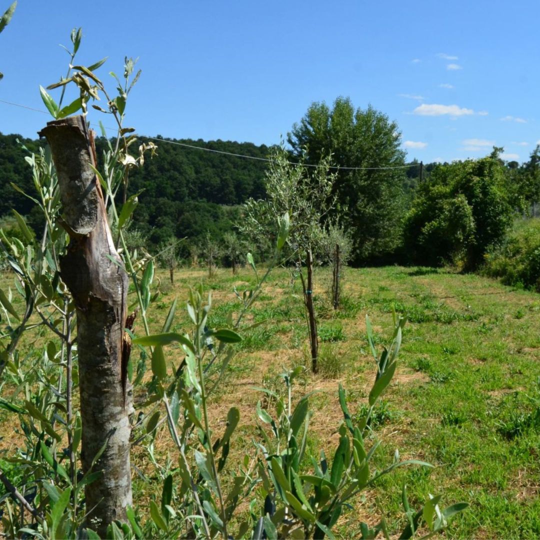 Olive Mill Tour with Oil & Food Tasting near Siena & Perugia