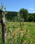 Olive Mill Tour with Oil & Food Tasting near Siena & Perugia