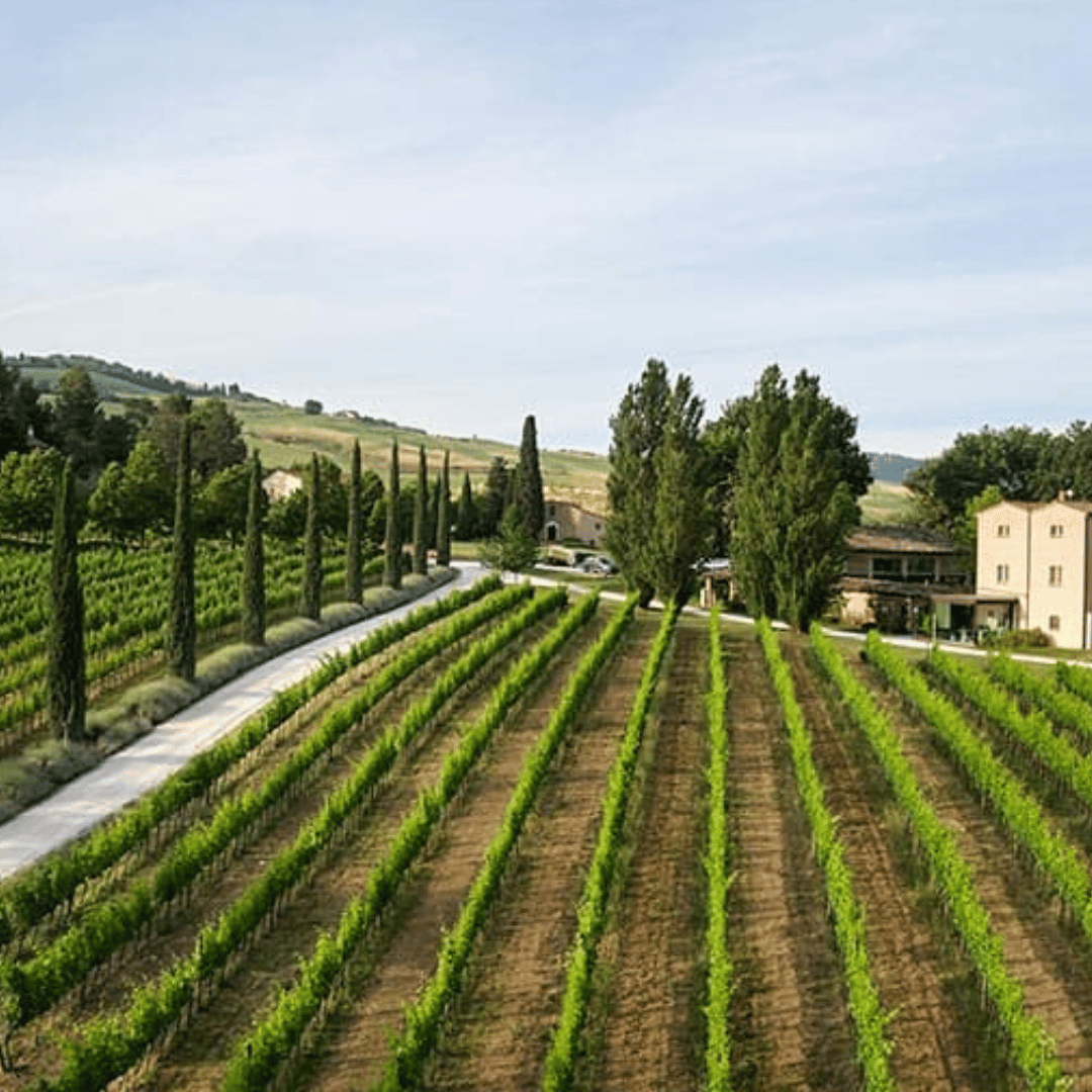 Urbino: Boutique Winery Visit &amp; 5 Organic Wine Tastings