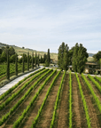 Urbino: Boutique Winery Visit & 5 Organic Wine Tastings