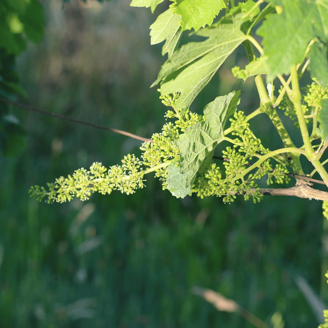 Boutique Winery Tour & Tasting in North Tuscany