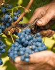 Wine Tasting and Food Parings in Langhe and near Alba