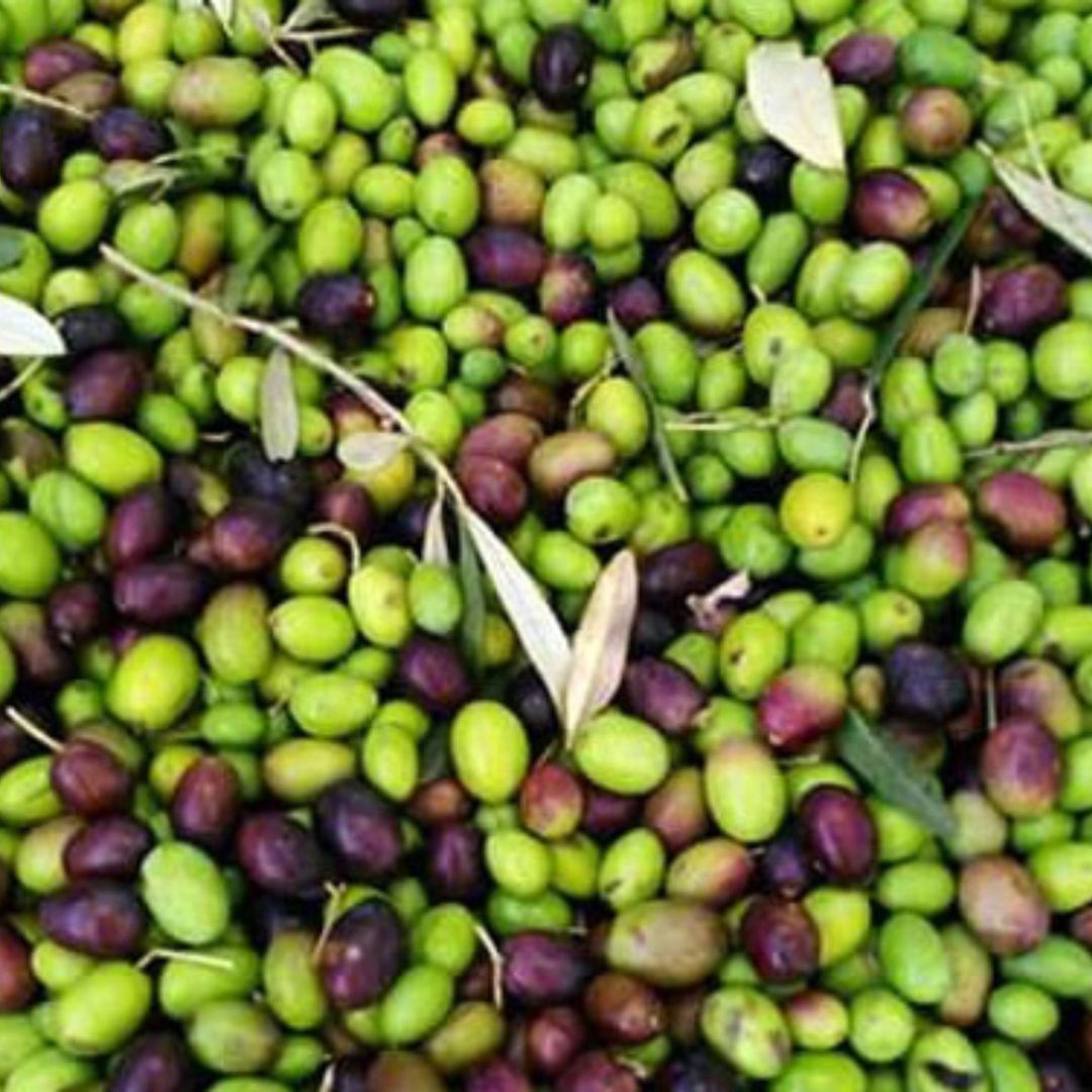 Olive Mill Tour with Oil &amp; Food Tasting near Siena &amp; Perugia