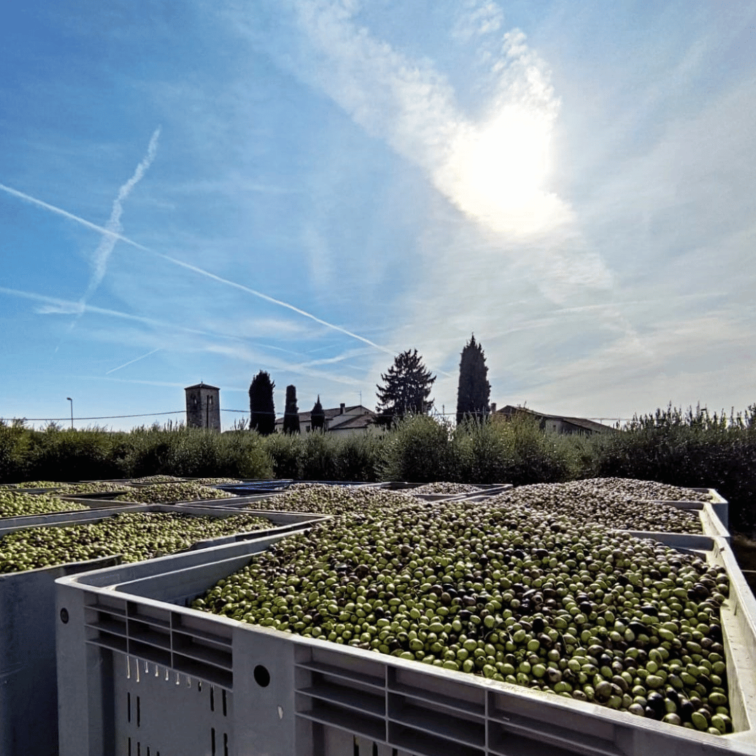 Olive Mill Tour and Tasting in the Verona Countryside