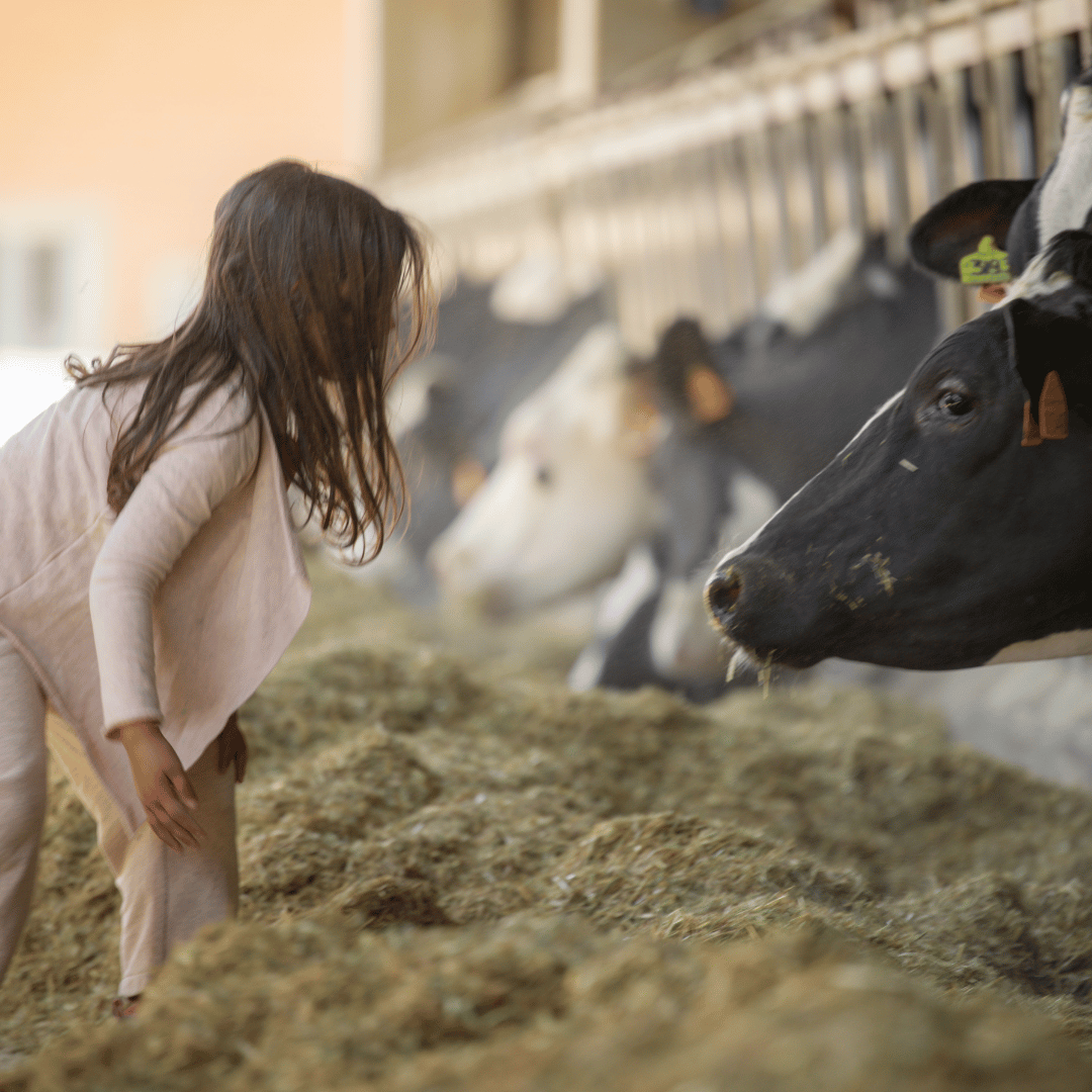 Parmesan Cheese Factory near Modena: Tasting &amp; Tour