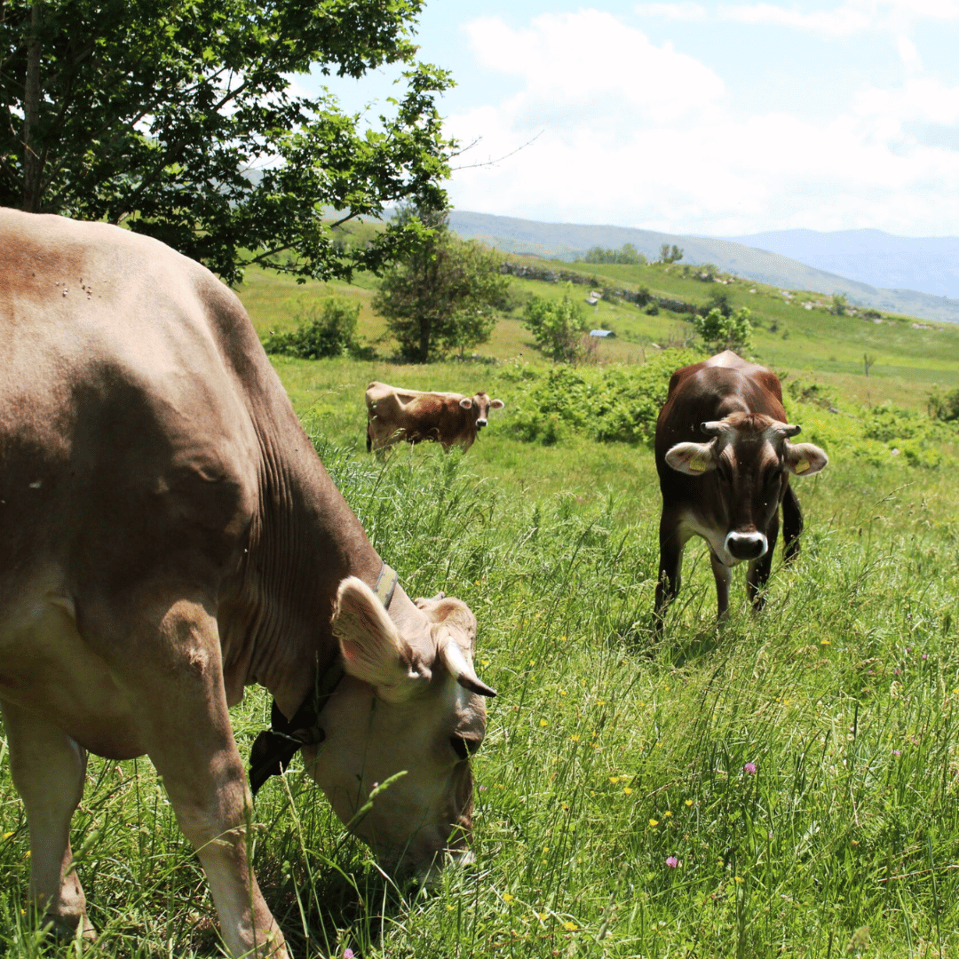 Traditional Cheese Factory Visit with Tasting in Isernia Countryside