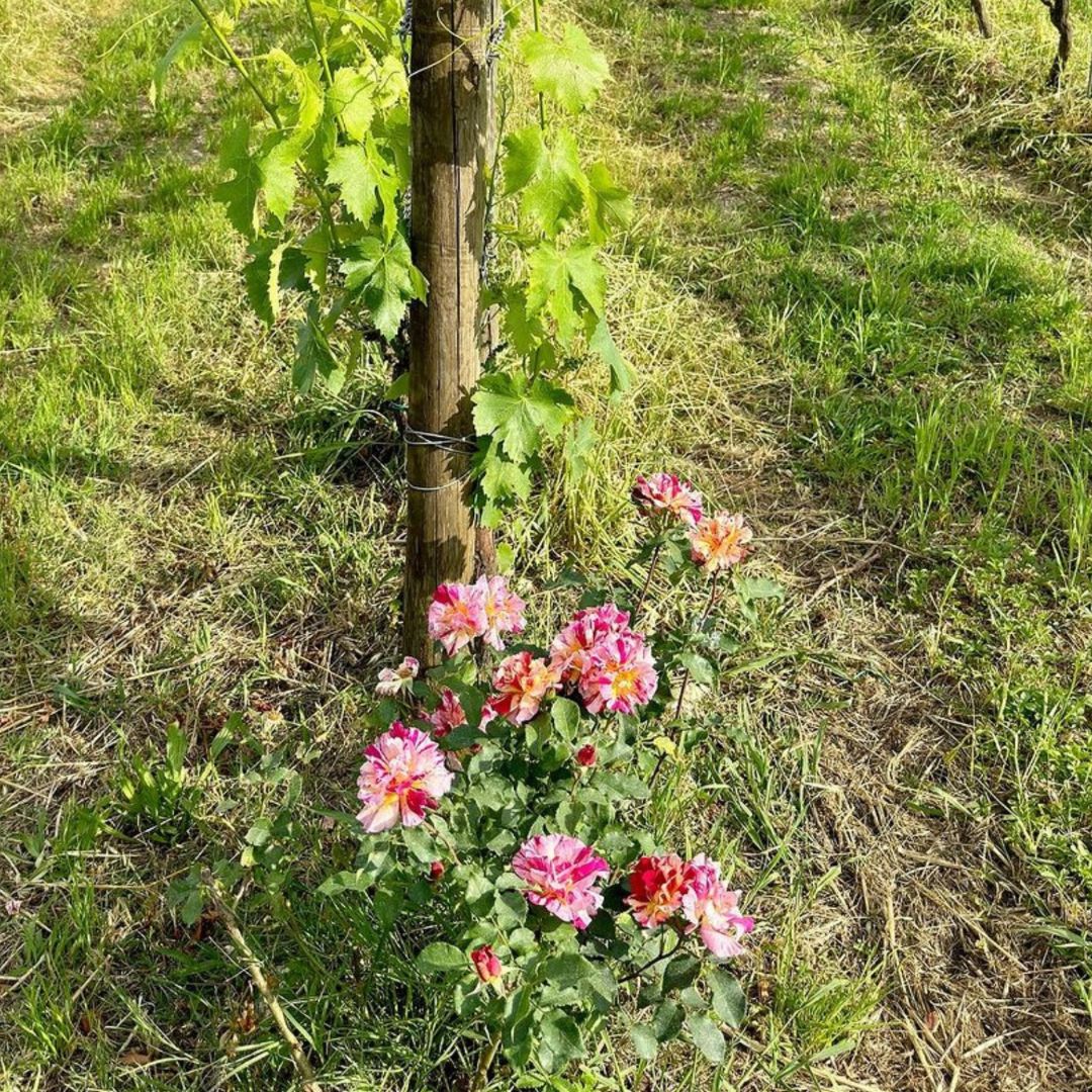 Organic and Biodynamic Winery Tour and Tasting in Lucca