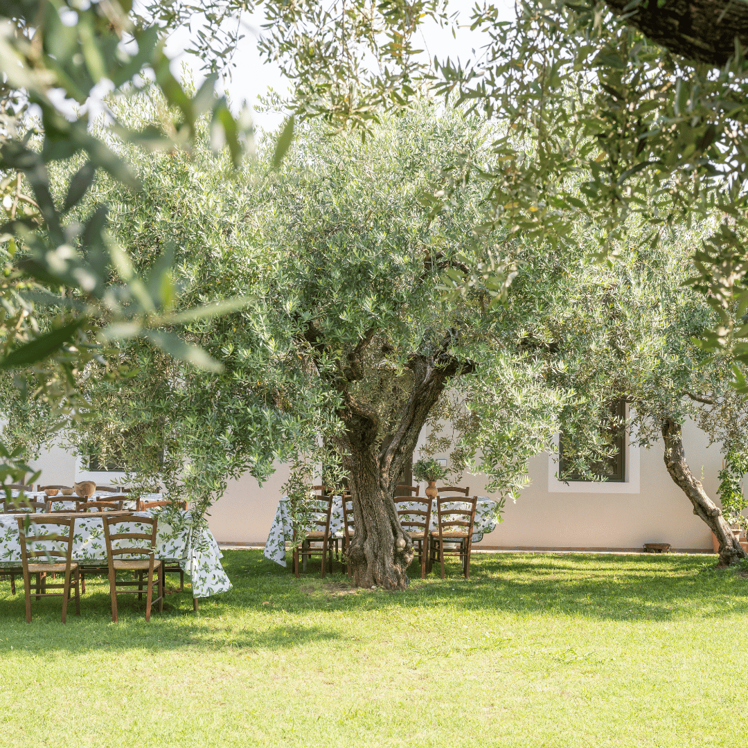 Olive Mill Tour and Tasting in the Verona Countryside