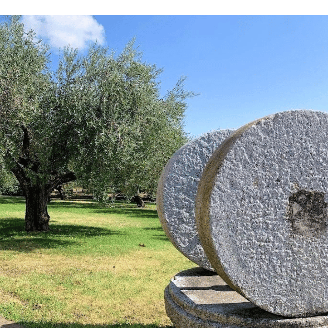 Olive Mill Tour and Tasting in the Verona Countryside