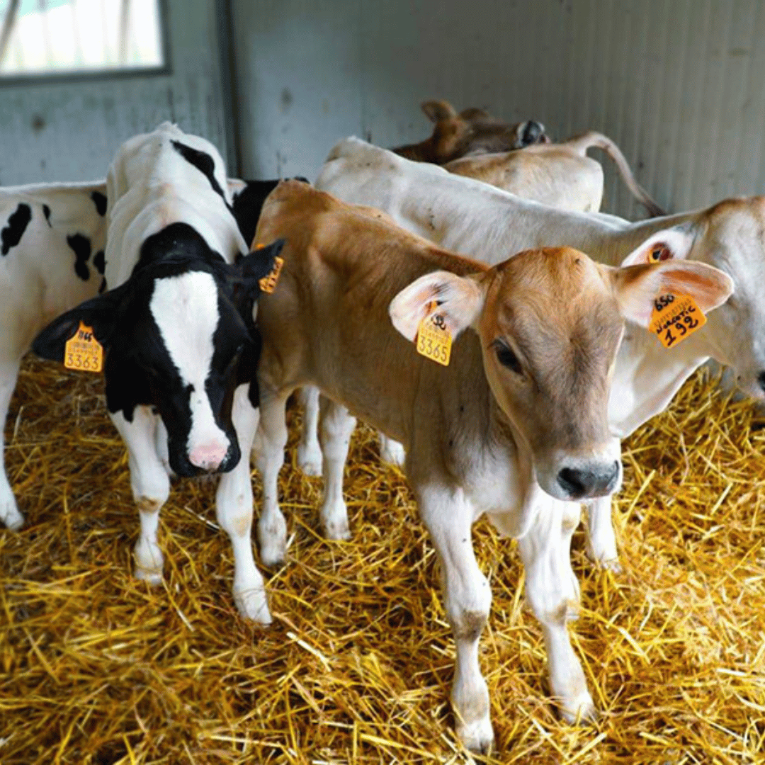 Parmesan Wheels near Parma: Tasting &amp; Factory Tour