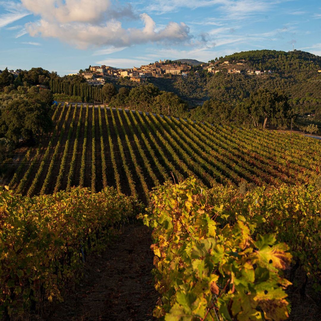 Wine Tasting with Local Food Pairing near Livorno