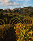 Wine Tasting with Local Food Pairing near Livorno