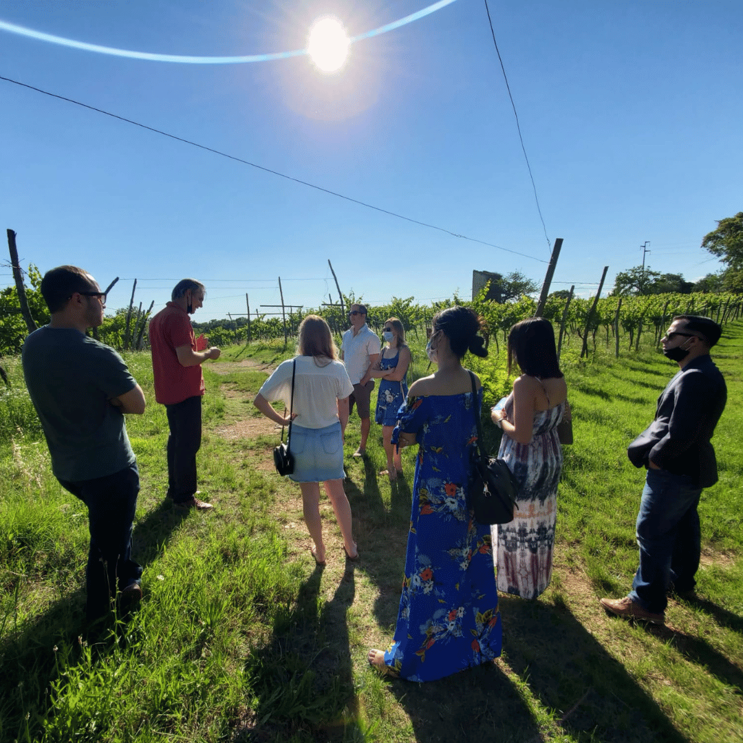 Vicenza: Vineyard Walk &amp; Wine Tasting in the Berici Hills