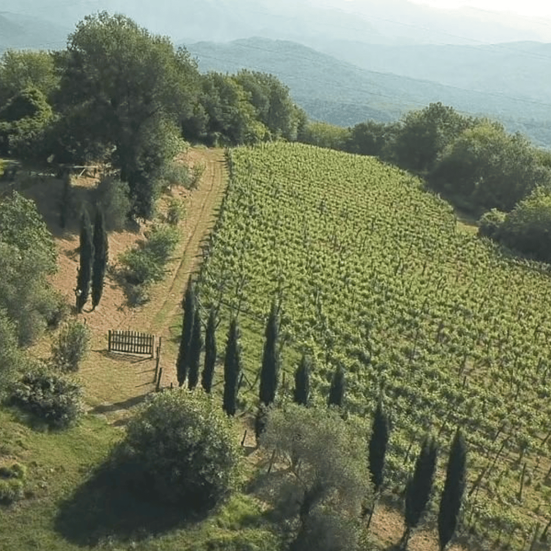 Boutique Winery Tour & Tasting in North Tuscany