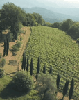 Boutique Winery Tour & Tasting in North Tuscany