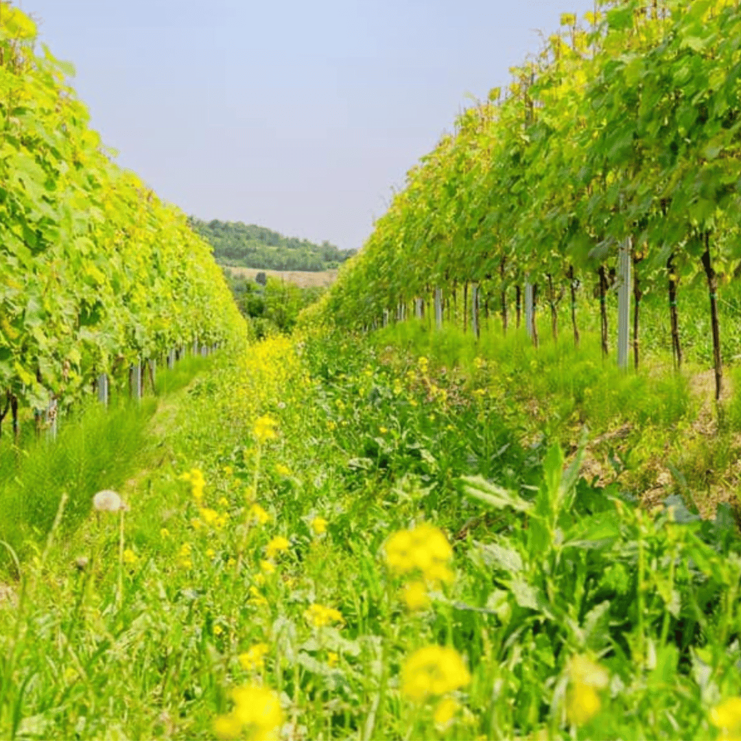 Wine Tasting and Winery Visit near Asti and Turin