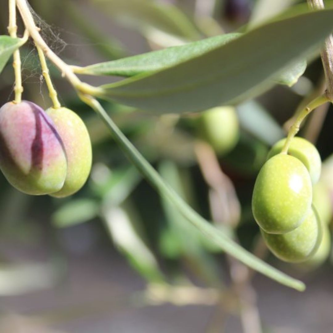 Olive Mill Tour with Oil and Food Tastings near Pisa