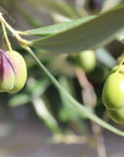 Olive Mill Tour with Oil and Food Tastings near Pisa