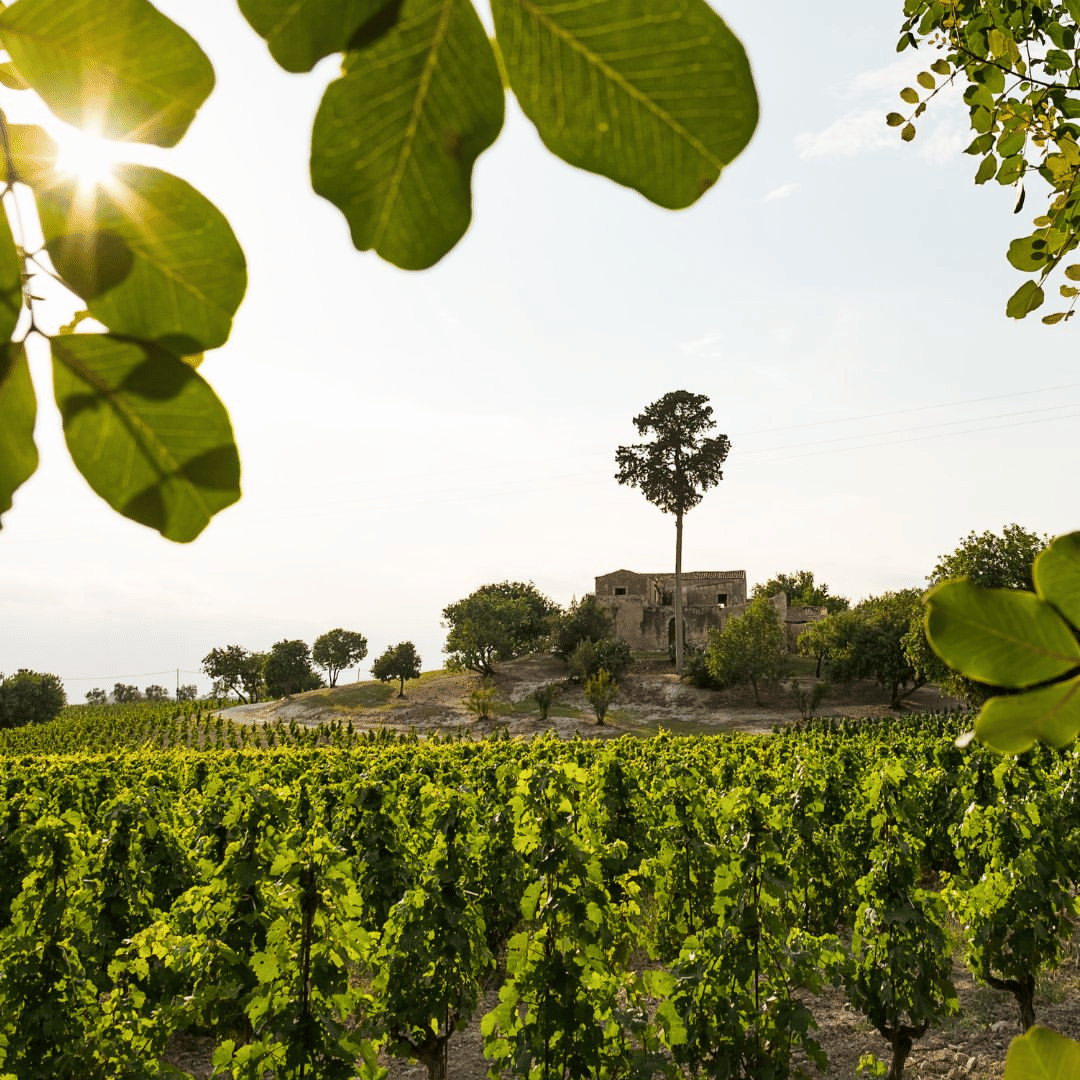 Winery Visit &amp; Tasting near Grosseto with 6 wines